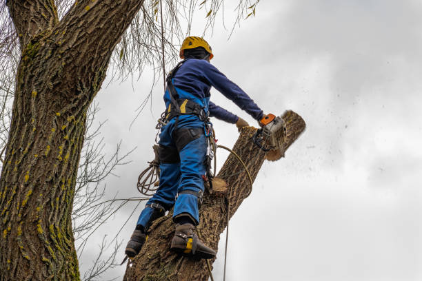 Best Tree Mulching  in , AL