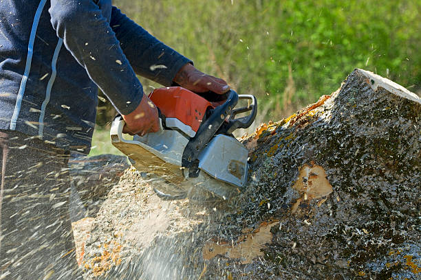 Best Tree Maintenance Programs  in , AL