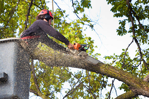 Best Firewood Processing and Delivery  in , AL